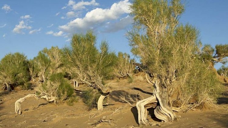 "Қызыл кітапқа" енген өсімдіктерді заңсыз кескендер ұсталды