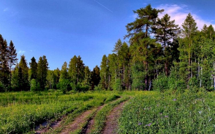 Қазақстанда орманшыларды даярлаудың өңірлік орталығы мен Азия орман ынтымақтастығы ұйымының өкілдігін ашу жоспарланып отыр