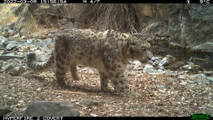 Алтын-Емелде ерекше қар барысы фототұзаққа түсті