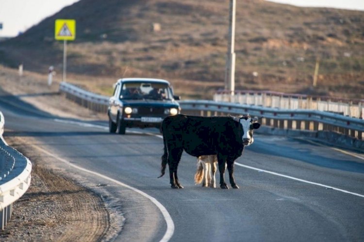Қазақстанда былтыр  үй жануарларының кесірінен жолда 120 жол-көлік оқиғасы болған