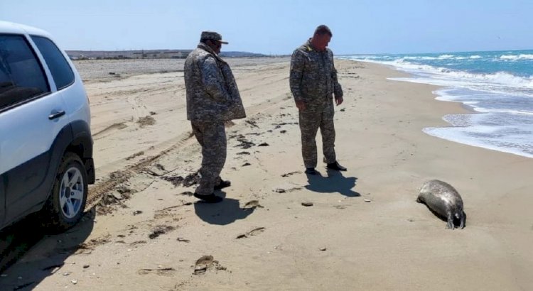 Қазақстандық экологтар тағы 64 итбалықтың өлексесін тапты