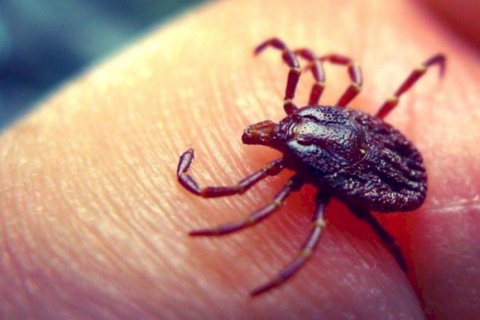 Кене шақса не істеу керек?