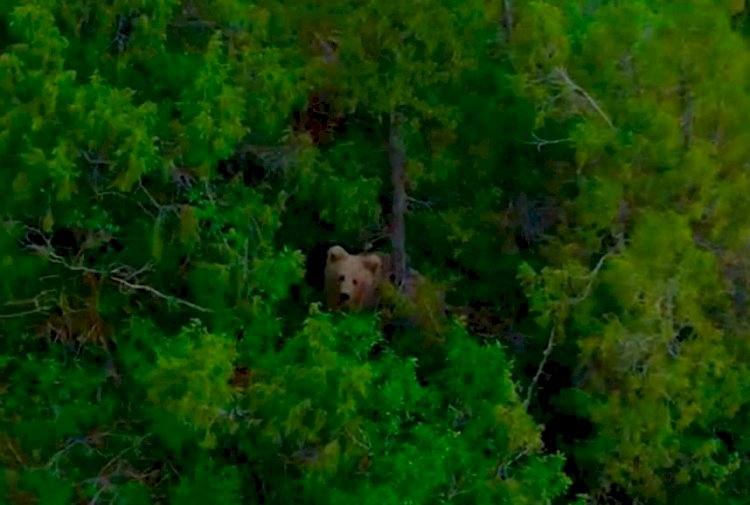Ақсу-Жабағылы тауларында Қызыл кітапқа енген қоңыр аю видеоға түсіп қалды