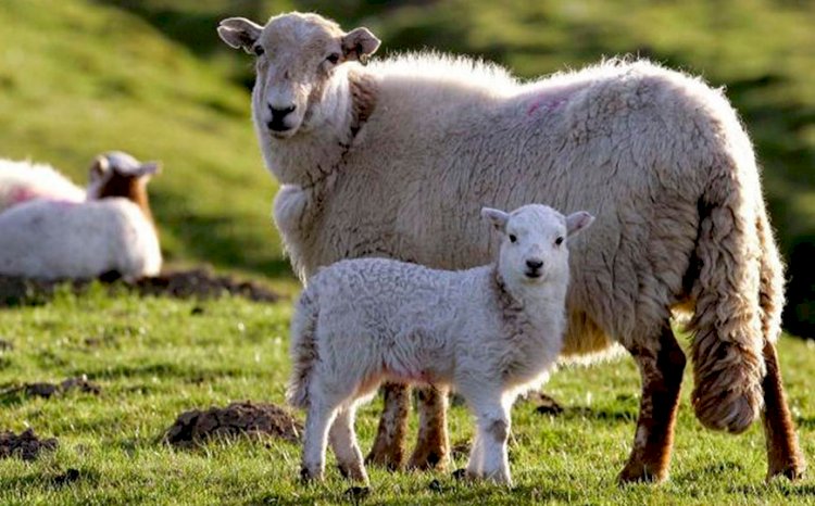 Көлікпен 32 қойды қаққан жүргізуші ұсталды