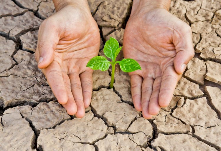 Қазақстанның бірнеше облысында маусым айында құрғақшылық болады