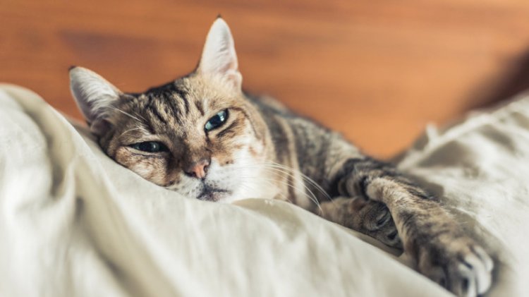 Қазақстанда қанша ит пен мысық бар?