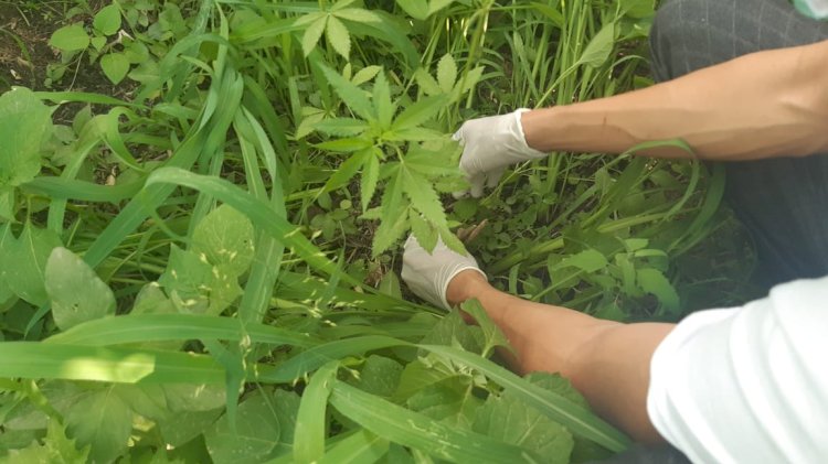 Елімізде есірткіге қарсы «Қарасора 2022» шарасы басталды