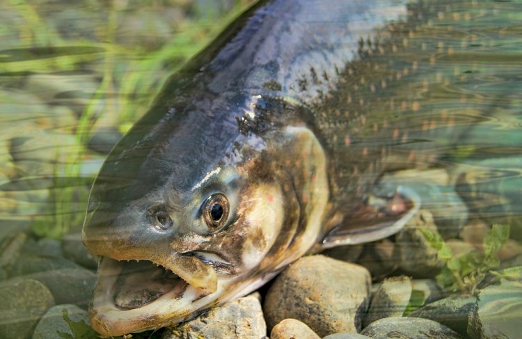 Алматыда балық жемін өндіретін бес зауыт салынады