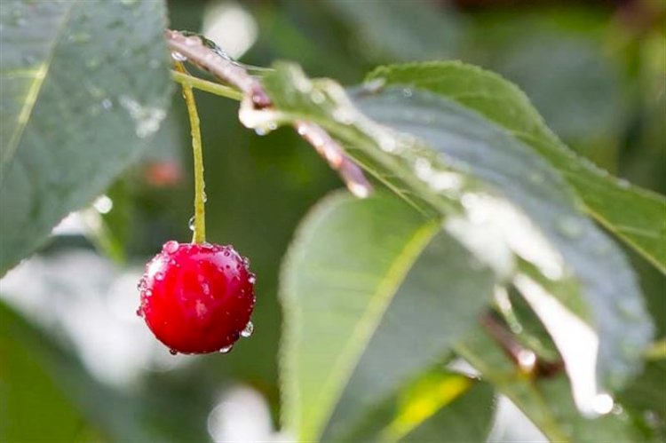 Демалыс күндері ауа райы тұрақсыз болады