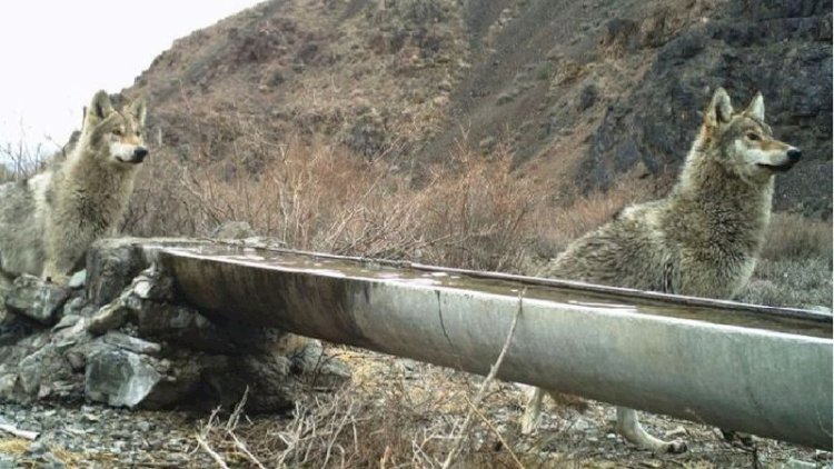 Қазақстанның ұлттық саябақтарындағы аю, бұғы және қасқырлар камераға түсіп қалды