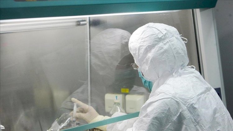 Маймыл шешегіне 780 адам шалдықты - ДДСҰ