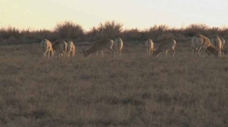 Маңғыстау облысында киік саны 28 мыңға жетті