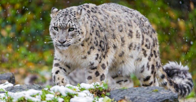 «Көлсай көлдері» ұлттық саябағында сирек кездесетін қар барысы бейнетұзаққа түсіп қалды