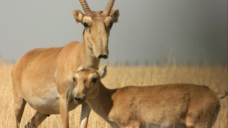 Елімізде ақбөкенді аулауға рұқсат берілмек