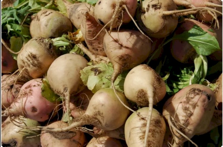 Елімізде қант қызылшасы егісін көбейту ұсынылуда