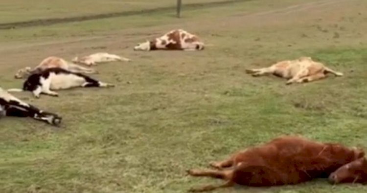 Қарағанды облысында ірі қара мал қырылып жатыр