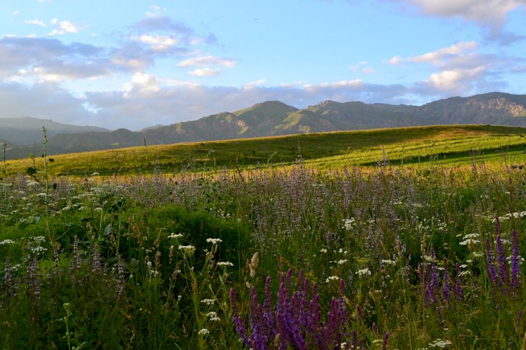 Елде дәрілік шөптер ретсіз жиналып, шетелге сатылып жатыр