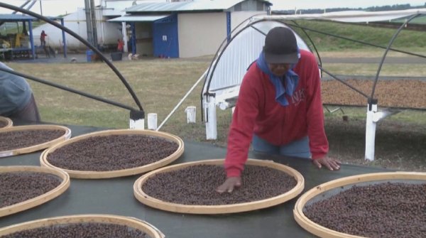 Бразилияда кофе өндірісі қысқарды