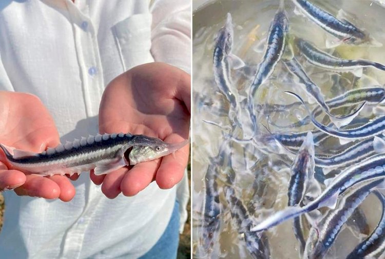 Жайық өзеніне 3,5 млн бекіре тұқымдас балық шабағы жіберілді