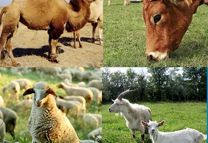 Құрбандыққа қандай мал шалыну керек?