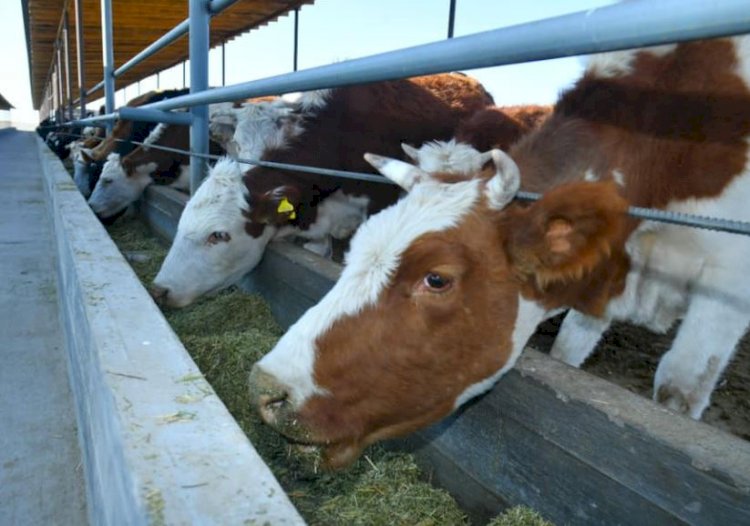 Мал шығыны үшін өтемақы қалай төленеді?