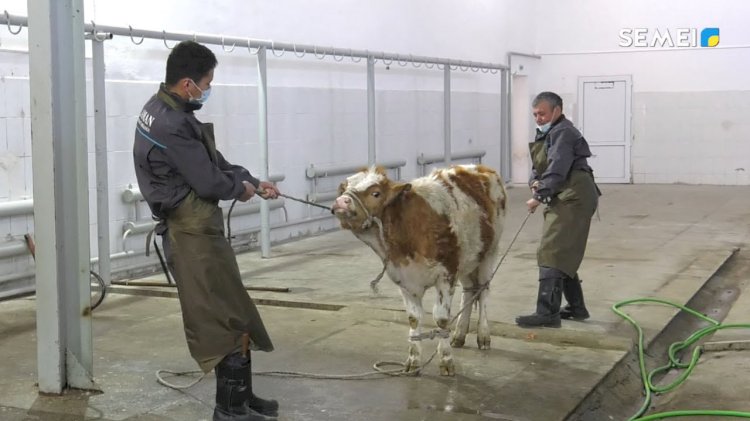 Бас мүфти ірі қалаларда халал қасапхана салуды тапсырды