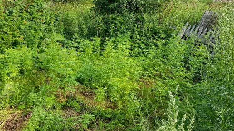 Қазақстандағы есірткі алқаптары ғарыштық мониторинг арқылы табылды