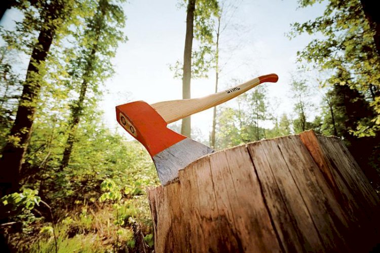 Елімізде жыл сайын 1,5 млн текше метр ағаш кесіледі