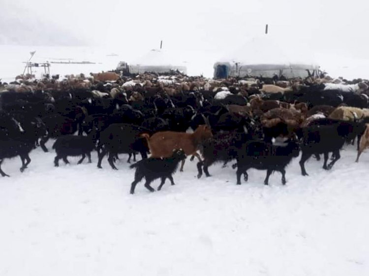 Моңғолияның Баян-Өлгей аймағында жаздыгүні қар жауды