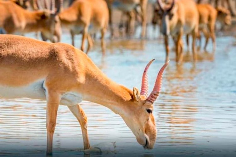 Бақытбек Смағұл: Министр киіктен мейрамхана мәзірін емес, табиғат перзентін көруі керек
