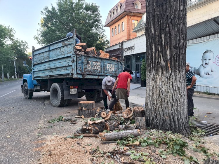 Гагарин даңғылындағы ағаштар заңсыз кесілген