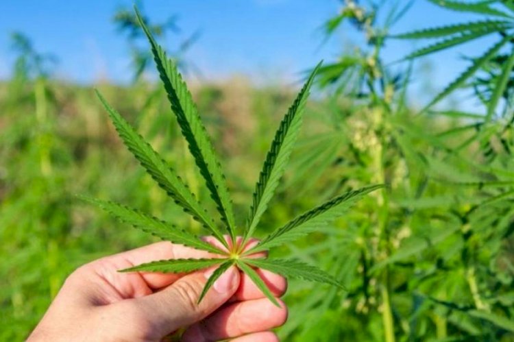 «Қарасора-2022» іс-шарасы барысында 457 қылмыс әшкереленді