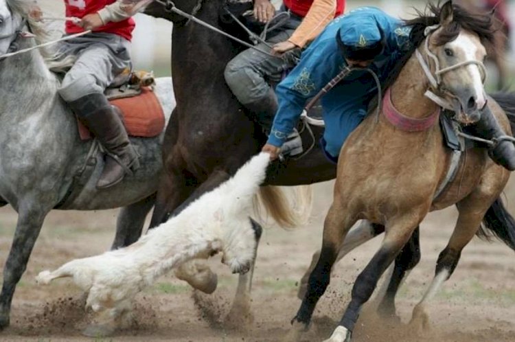 Алматы облысында көшеде көкпар ұйымдастырғандар ұсталды