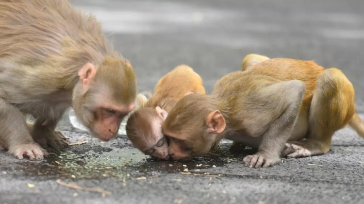 ДДҰ әлемде маймыл шешегін тоқтатуға болатынын мәлімдеді