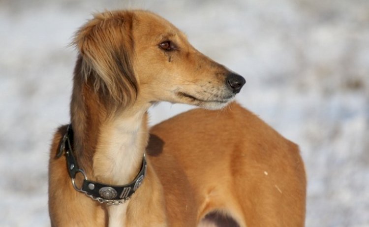 Қазақстандық ғалымдар тазы тұқымының гендік қорын зерттеуге кірісті