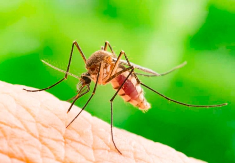 Маса қандай адамдарды шағады?