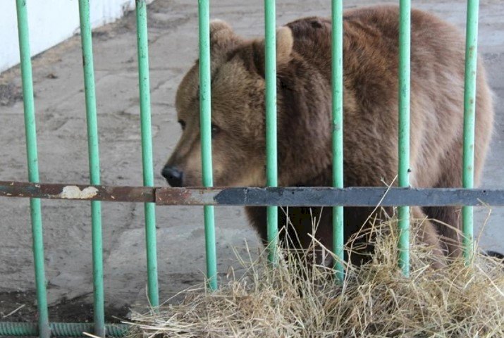 Қостанайда аю балаға шабуыл жасады