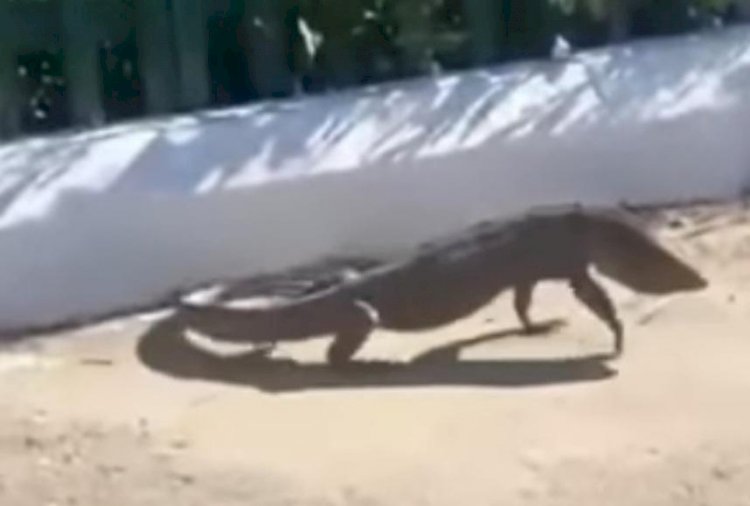 Түркістан облысының тұрғындары қызыл кітапқа енген кесірткені видеоға түсіріп алды