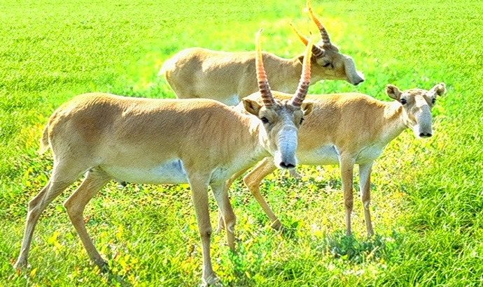 Ақбөкендерді аулау мәселесі әлі де шешімін таппады: оларды ақылы түрде атуға рұқсат етілуі мүмкін