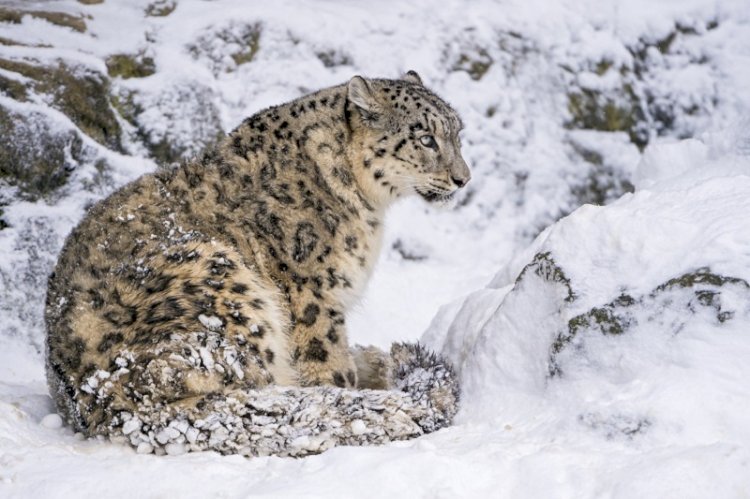 Алматы өңірінде мекендейтін барыстардың экологиялық ерекшеліктері бар
