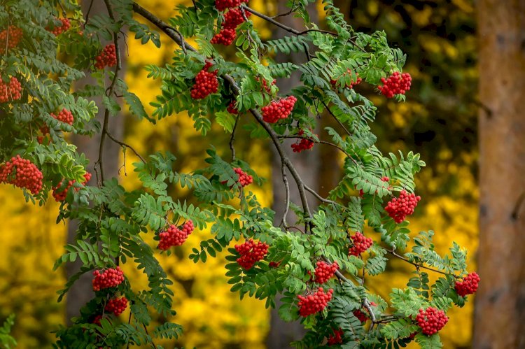 Қазақстанның оңтүстік өңірінде күн әлі жылы болады
