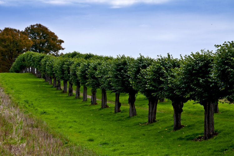 Қазақстан Моңғолияның ағаш отырғызу жобасына қатысуы мүмкін