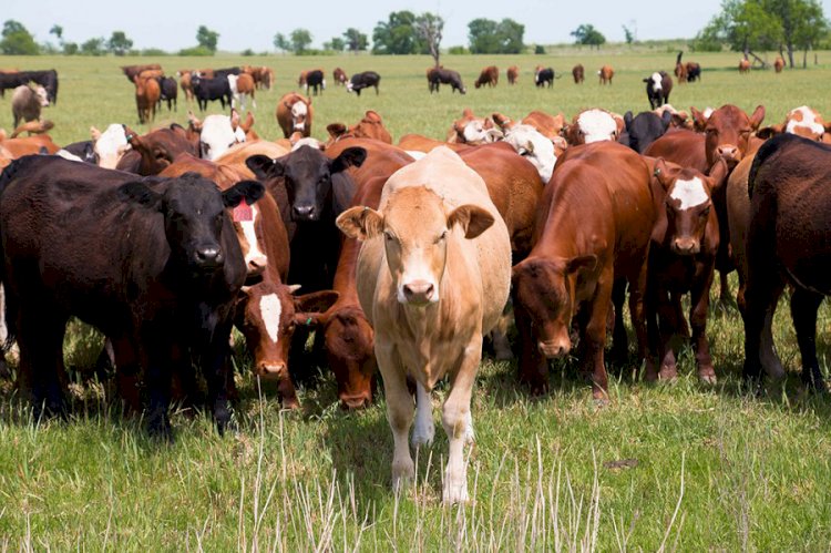 88 мыңнан астам мал қауіпсіз жерге шығарылды