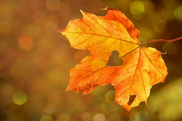 Синоптиктер алдағы күндері ауа райы жылы болатынын айтты