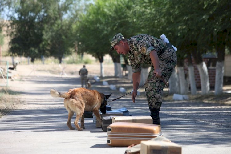 Биыл қызметтік иттердің көмегімен 4 200-ден астам қылмыс ашылды