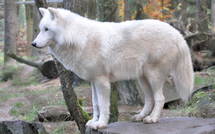 Әлемде клондалған алғашқы қасқыр пайда болды