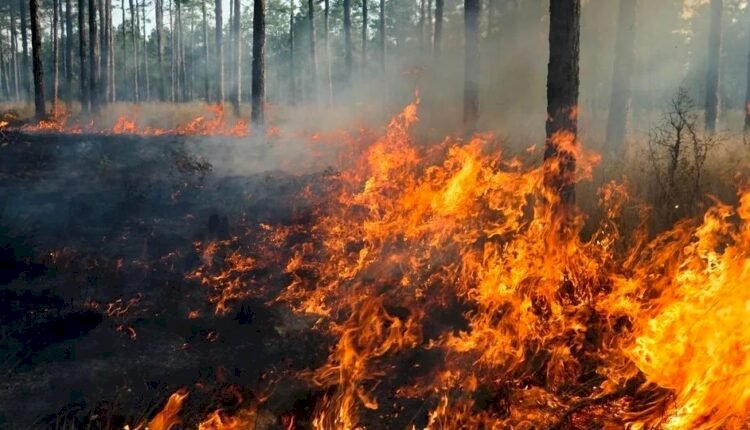 Румыния мен Грецияда орман өртеніп жатыр