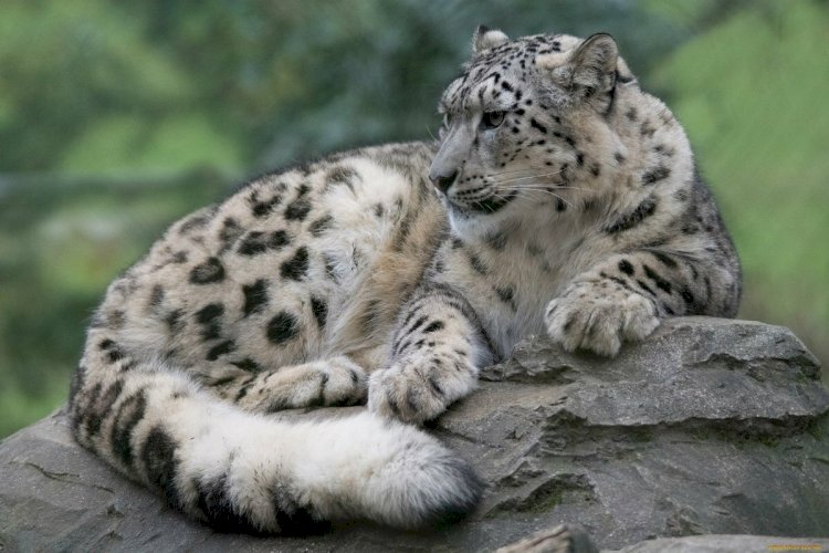 Қар барысын атып алған азамат оның терісін сатпақ болған