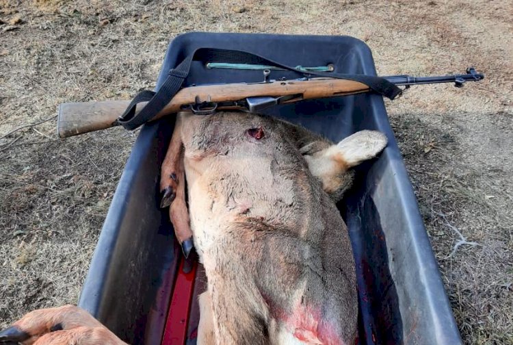 Сібір елігін атып алған браконьерлер ұсталды