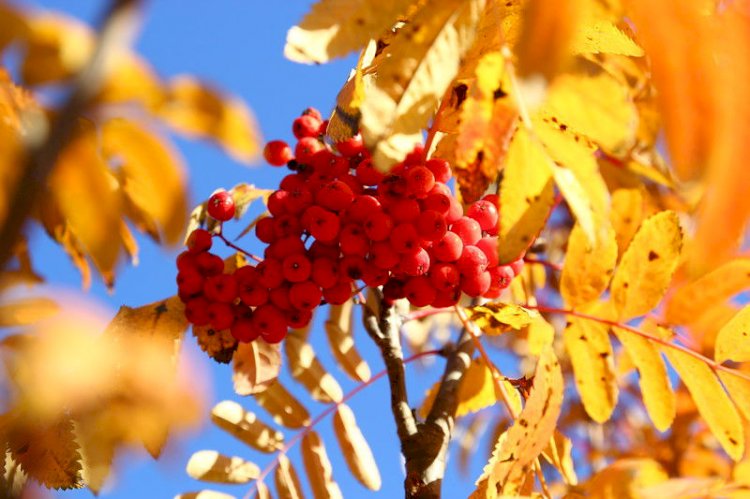 Жылан ініне неге кірмеді?